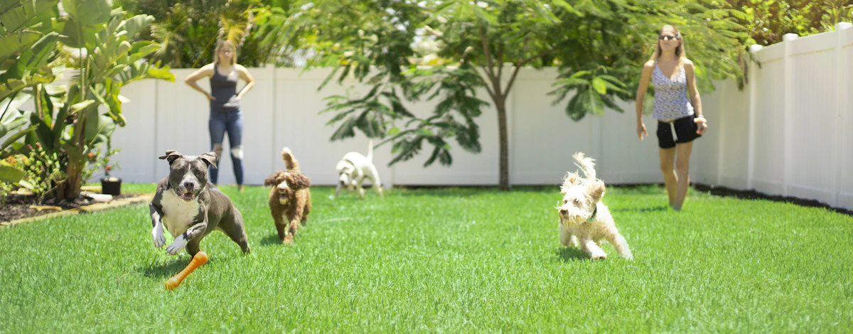 Dogs playing on artificial pet turf in a Tucson AZ backyard